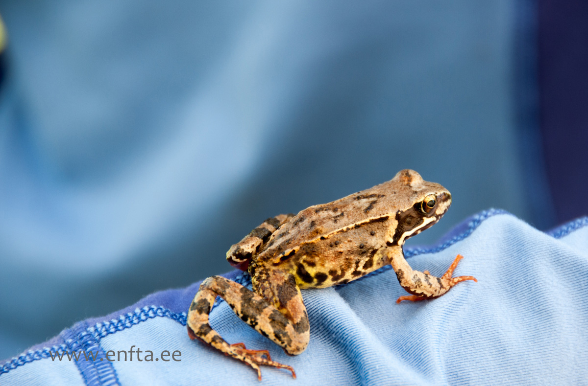 Fen Frog (Rabakonn, latin Rana arvalis)